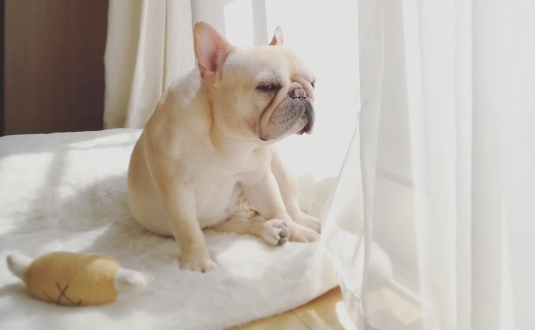 ぽんずのご支援ありがとうございます 2