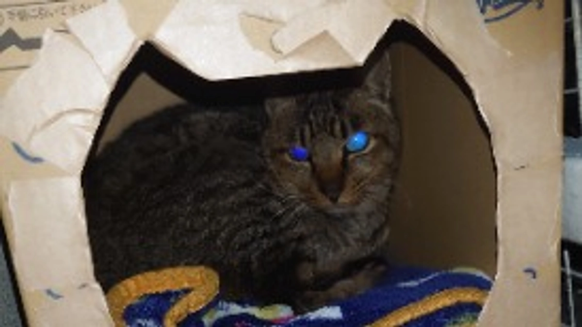 猫の段ボールハウス