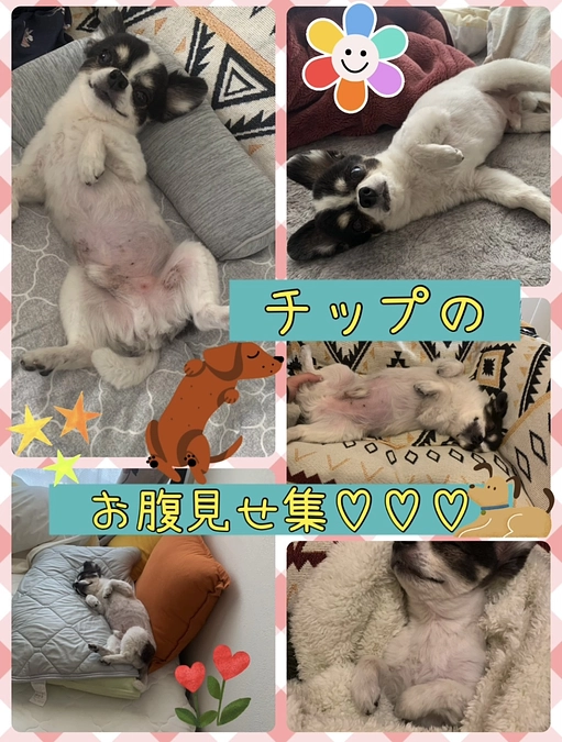 日曜日恒例の神社へ⛩️