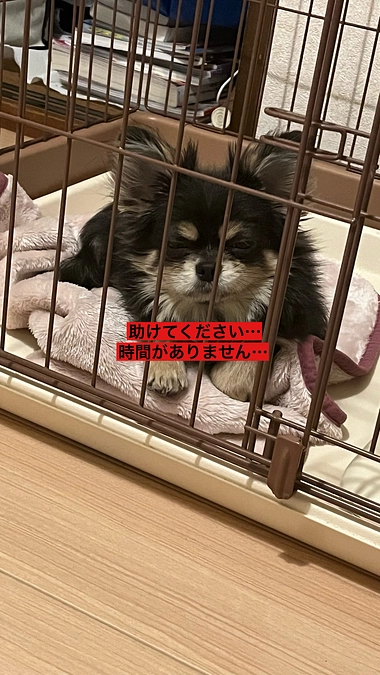 プロジェクト終了まで残り5日　助けてください　時間がありません　活動報告19回目