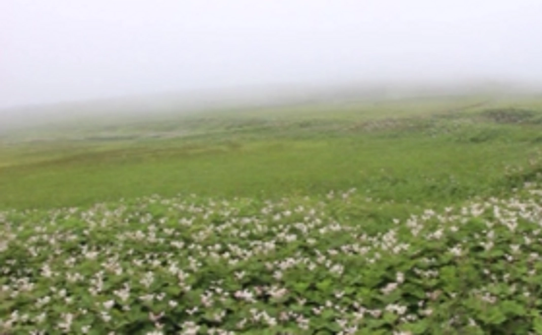 【3千円コース】日本とロシアの平和関係を築く短編アニメーション映画への支援