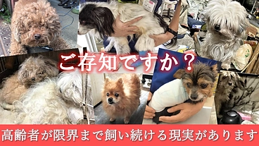 高齢の保護犬を救う！シニアドッグ・サポーター制度を応援してください のトップ画像