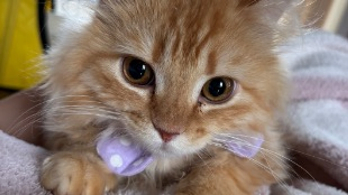 ありがとうございます