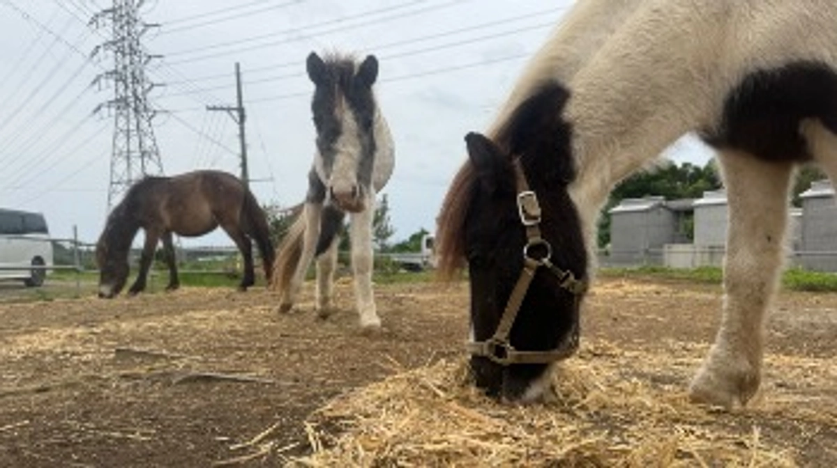 本日終了　残り12時間！
