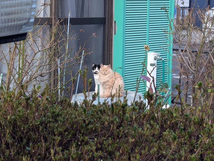 ２月５日～８日にかけて７頭のTNRを行いました。