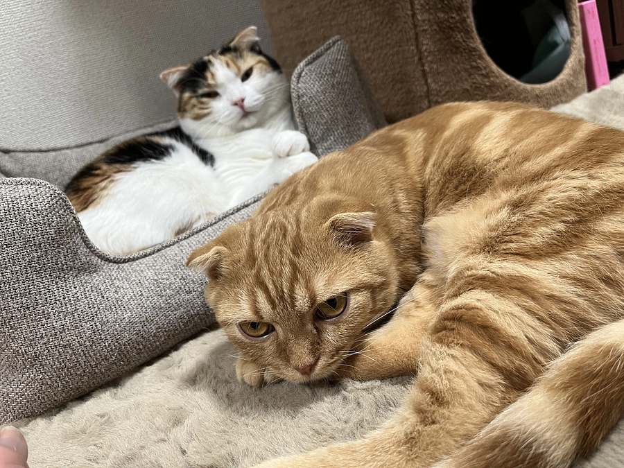 昨日7日と本日分のふう