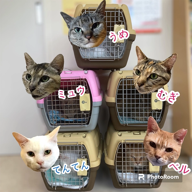 ５にゃん病院へ行ってきました