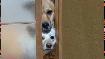 ペット雑貨やtonnyatawoを再船出させて下さい。 のトップ画像