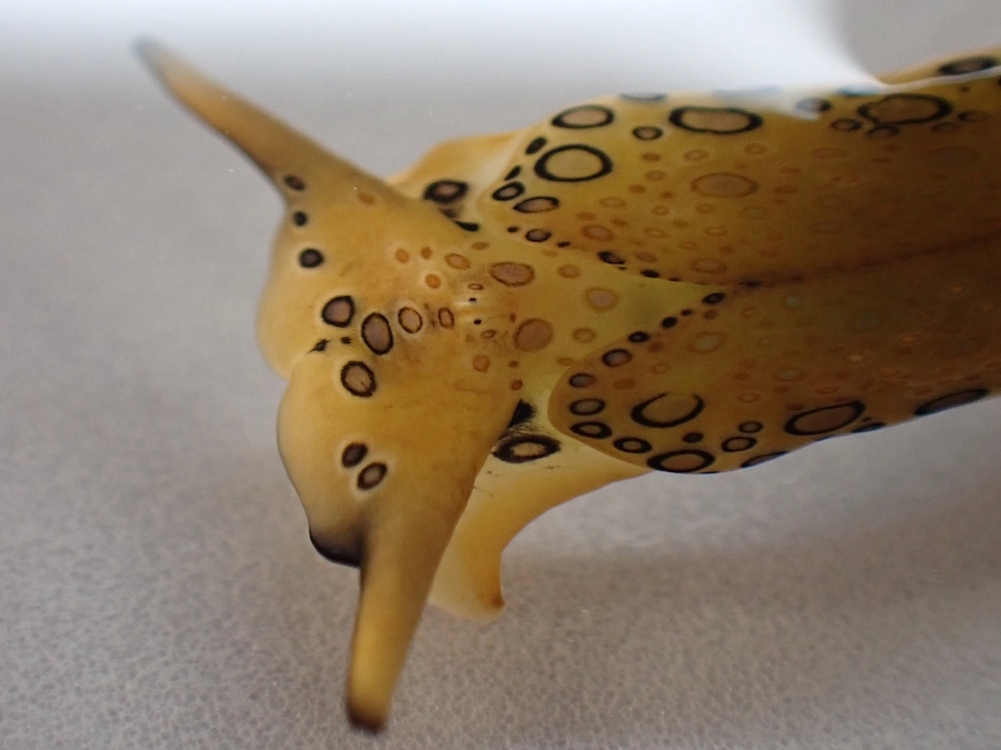 今回の研究対象はチドリミドリガイです