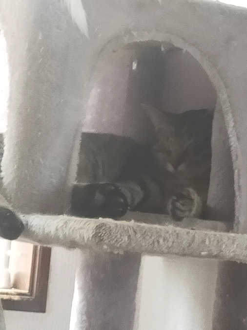 シェルターの猫達