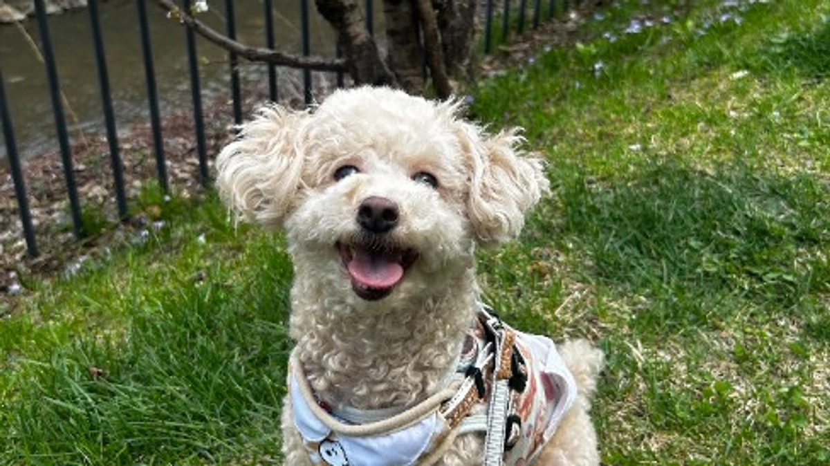 【クラファン残り20日】さくら