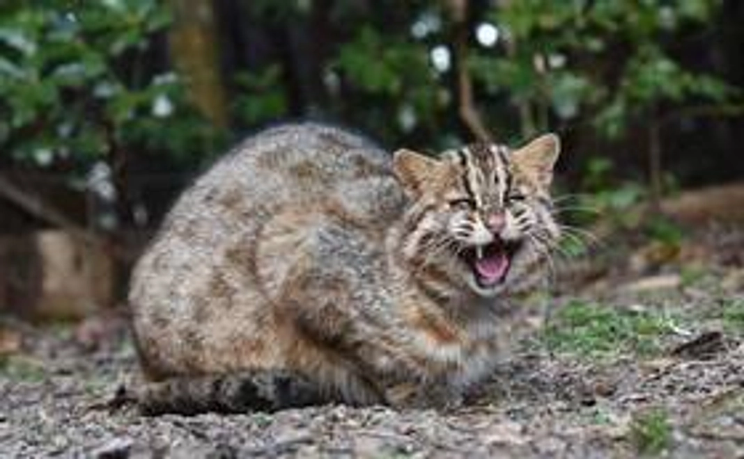 ご寄付5,000円+賛助会員コース