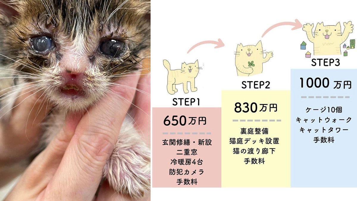 ミラクル坊や保護されて１年経ちました🐱　ハンディある子達にこそ必要なシェルターなんです！