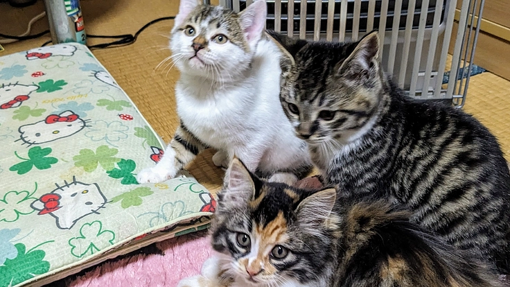 野良猫を虐待から守りたい!