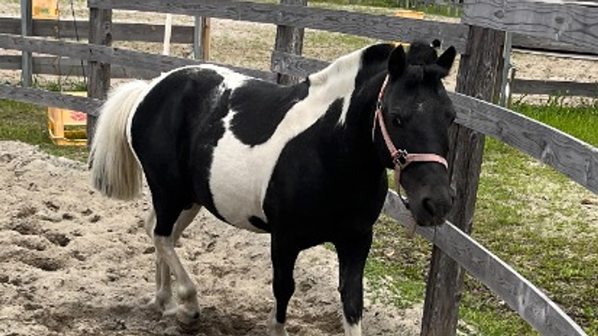 馬たちの紹介 その３