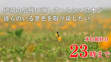 絶滅の危機に瀕しているシマアオジ　彼らのいる景色を取り戻したい のトップ画像