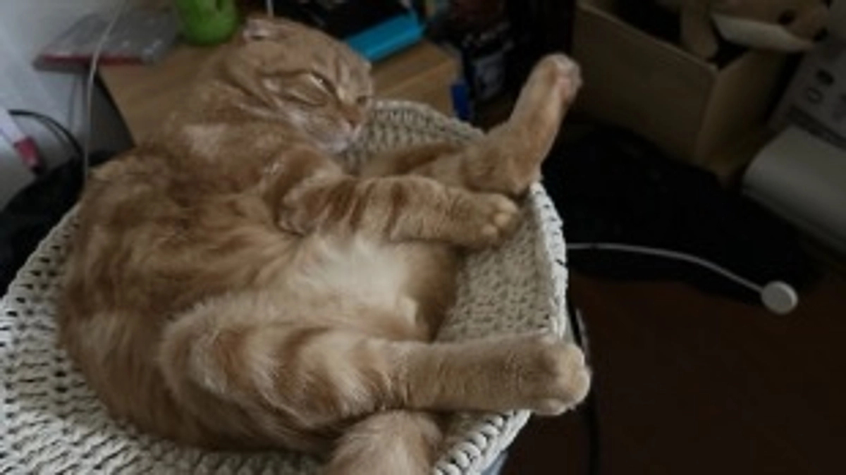 FIP経過観察26日目