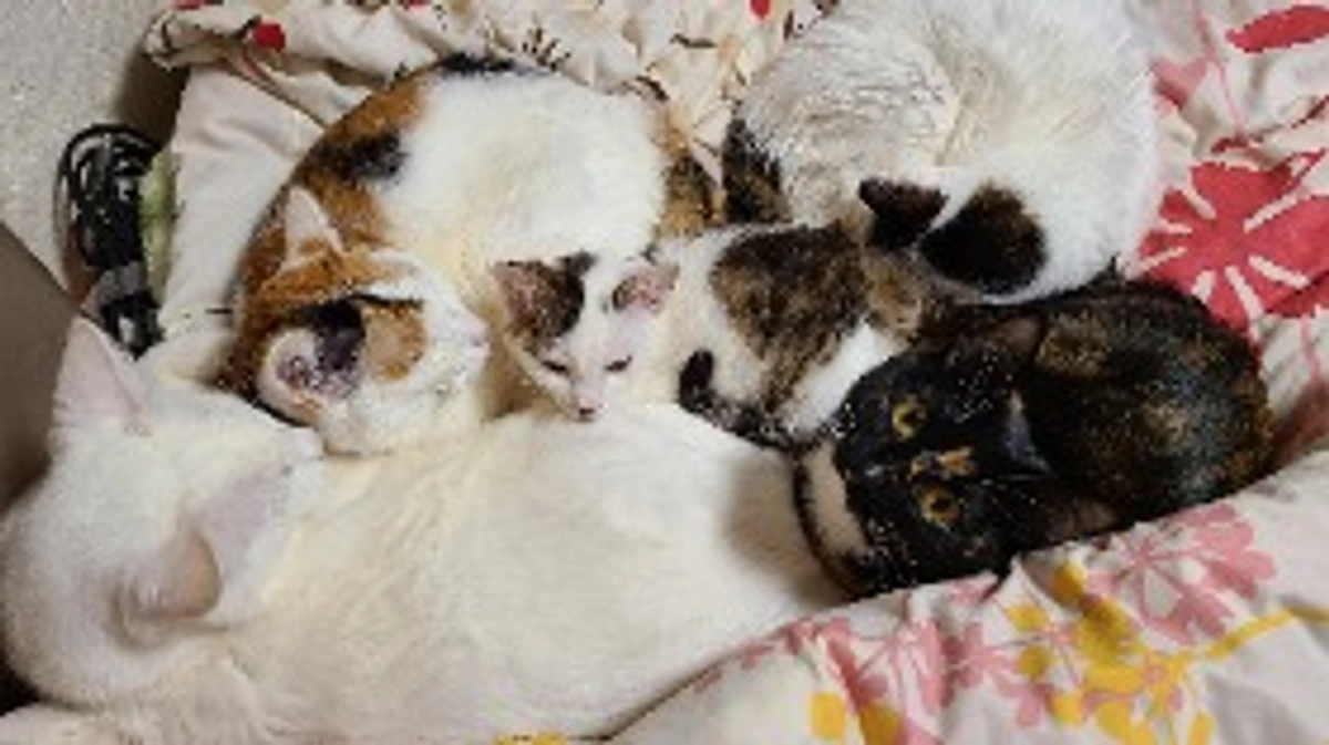 2024年1月18日 親子猫捕獲の記録