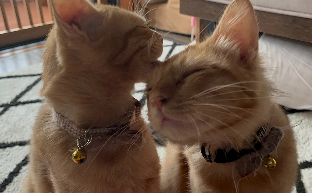 チロミル応援リターン不要4