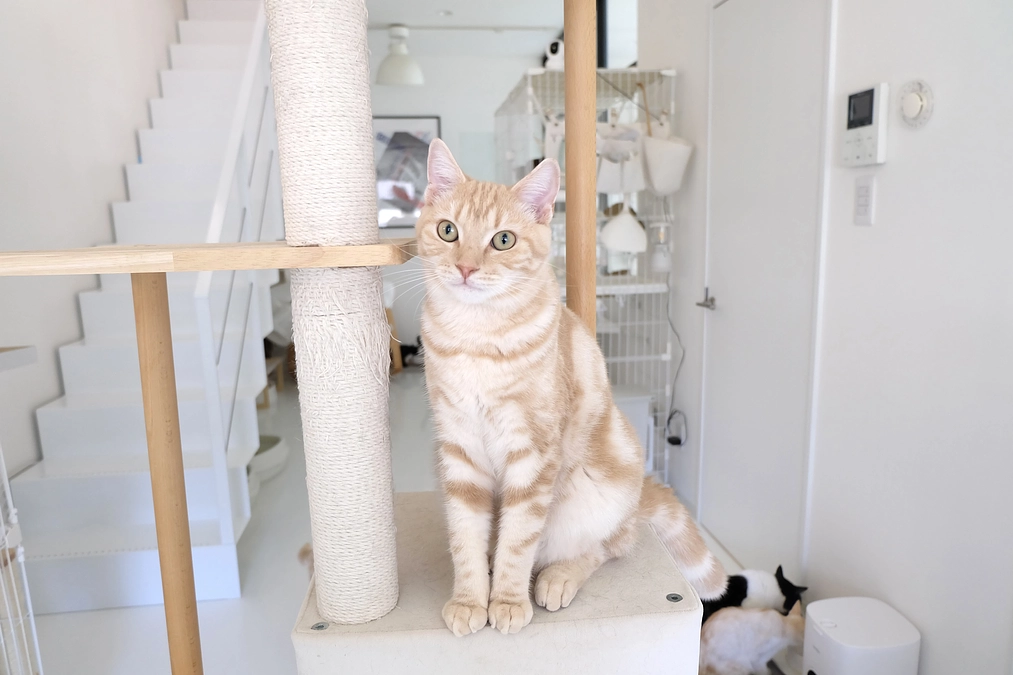 ＼初日で38％達成しました！／