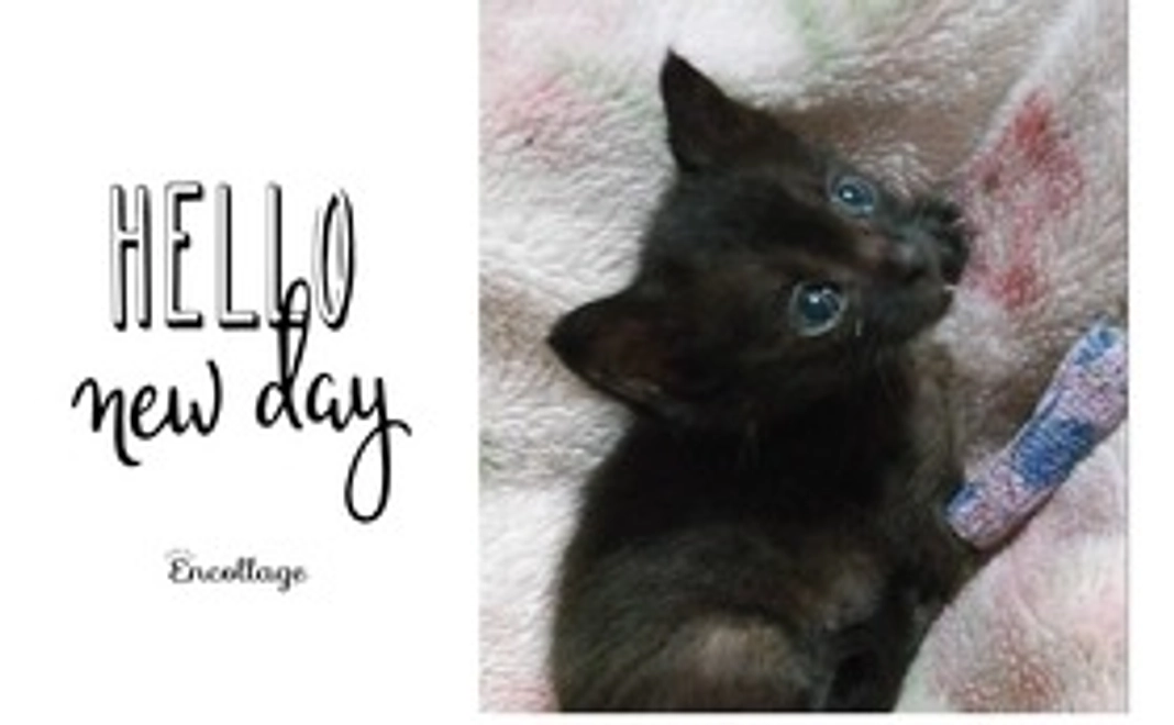 とってもフレンドリー♡ くろねこ 応援コース