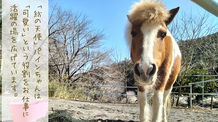 馬たちの心身をもっと豊かに。危険な牧柵を修繕してより安全な環境へ 5枚目