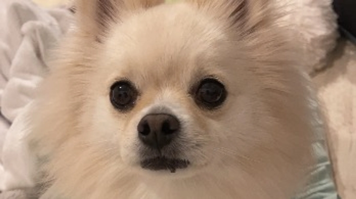 🆘🆘残り8日🆘🆘