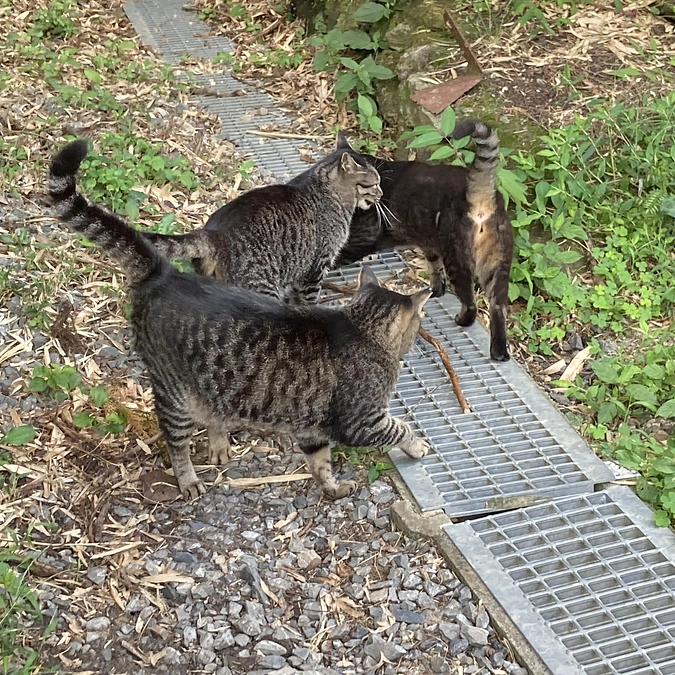 ご飯待ちの猫たち