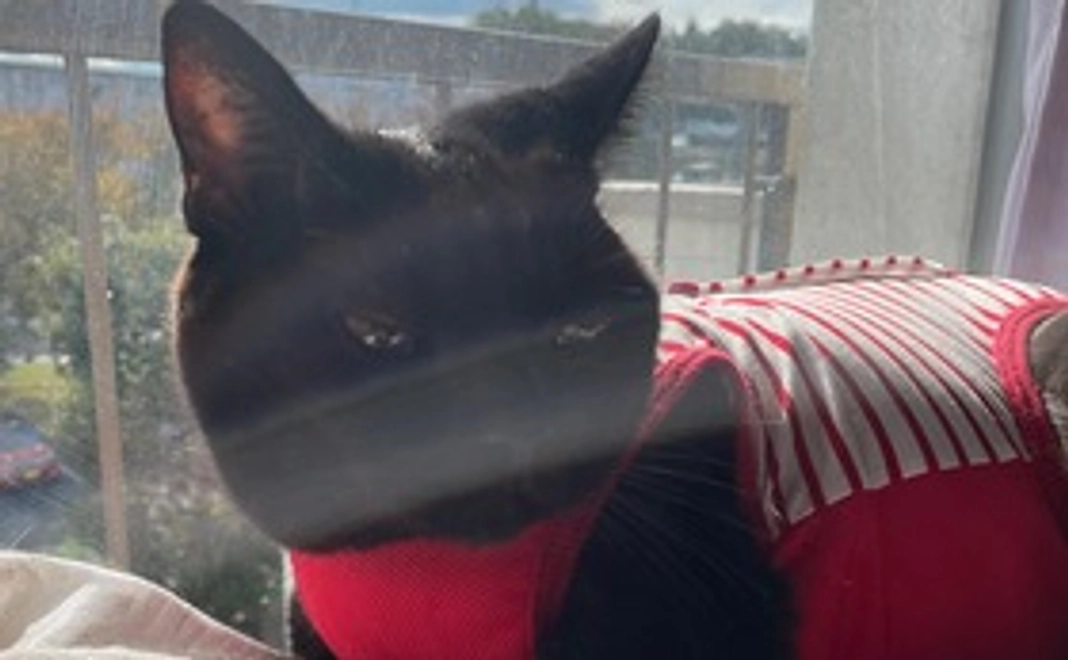 ノアちゃんお気持ちコース