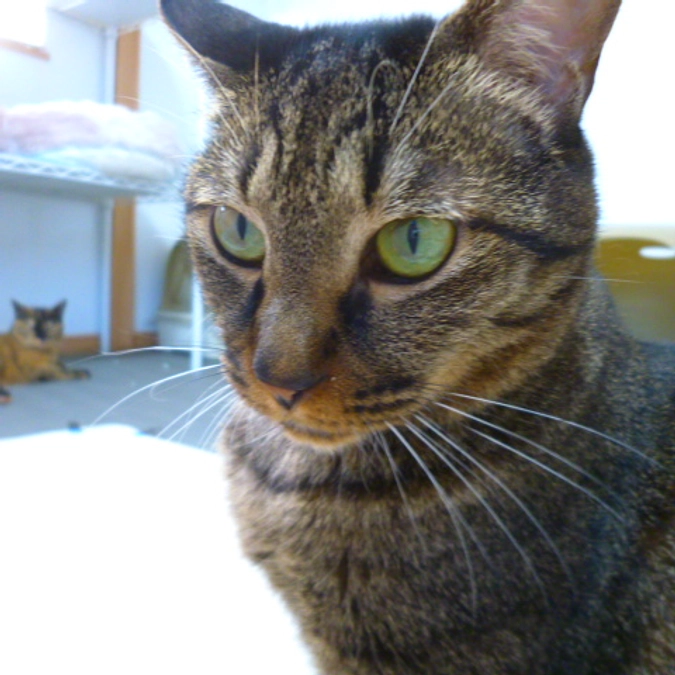 在籍猫紹介【紅緒ちゃん】