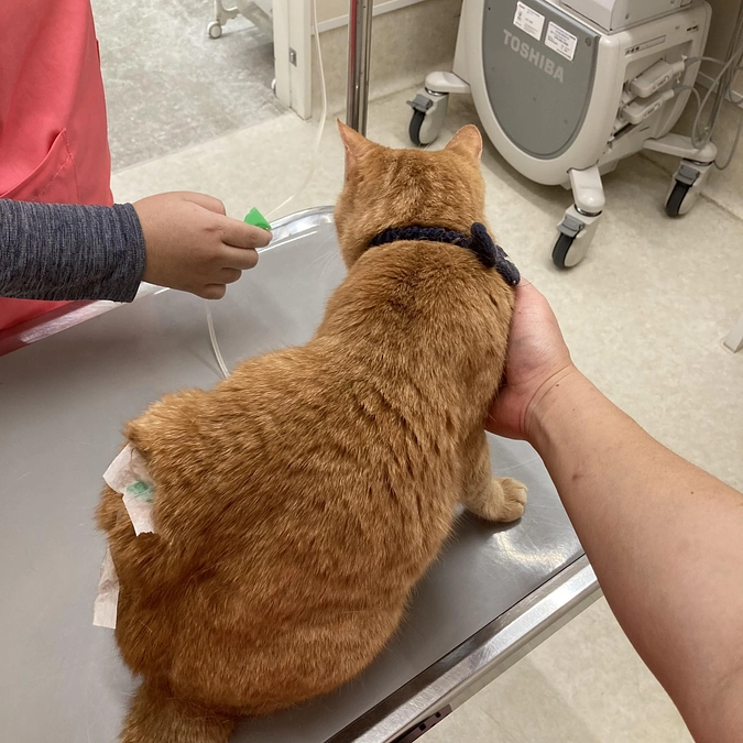 体調を崩していたベルちゃん　元気になりました！