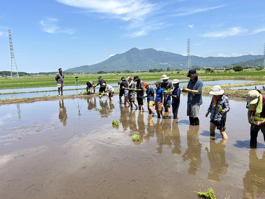 二十四節気 夏至、七十二候 菖蒲華(あやめはなさく)