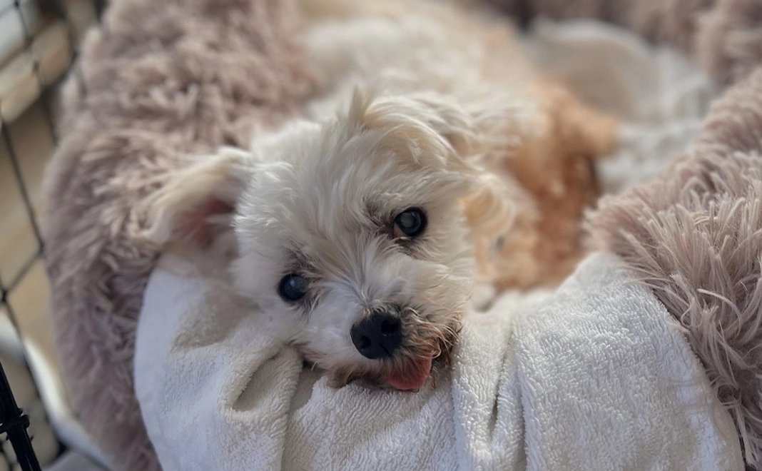 てんてんへのご支援1000