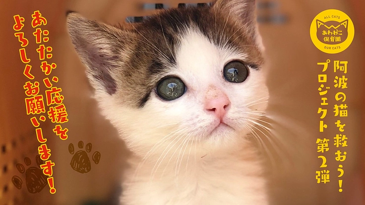 【第2弾】阿波の猫たちを救う。過酷な環境下の猫を減らすために