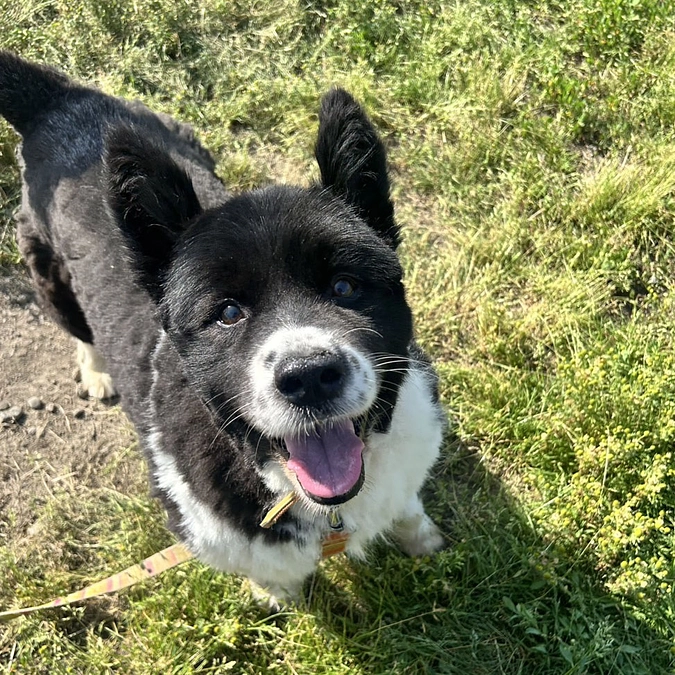 🌟 新犬「マリアン」のご紹介です