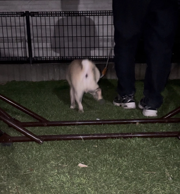 茶々丸のリハビリ内容