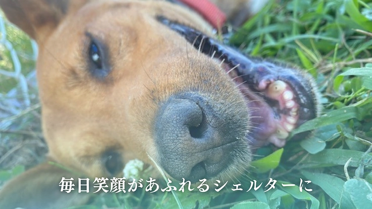 笑顔があふれるシェルターへ、犬猫の命をつなぐ保護施設を継続させたい 2枚目