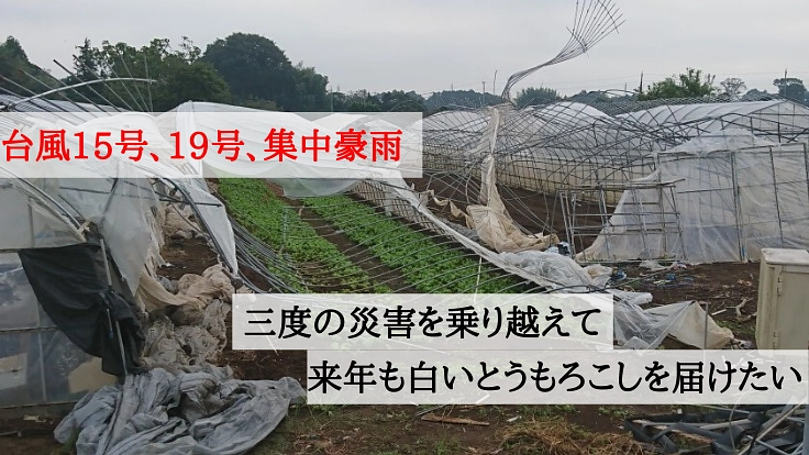 二つの台風と豪雨。壊れたままのビニールハウスを再建したい。