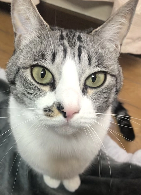 《4匹目》トラブルメーカー二世【猫紹介】