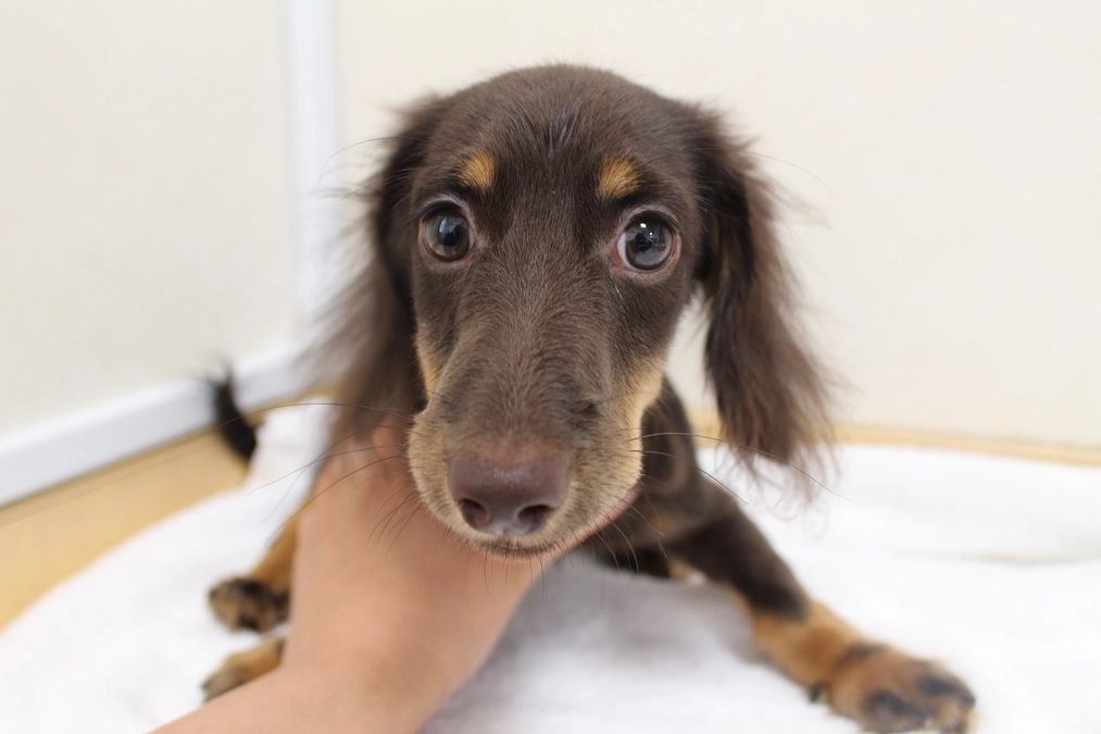 里親さん募集中のワインちゃんのお話