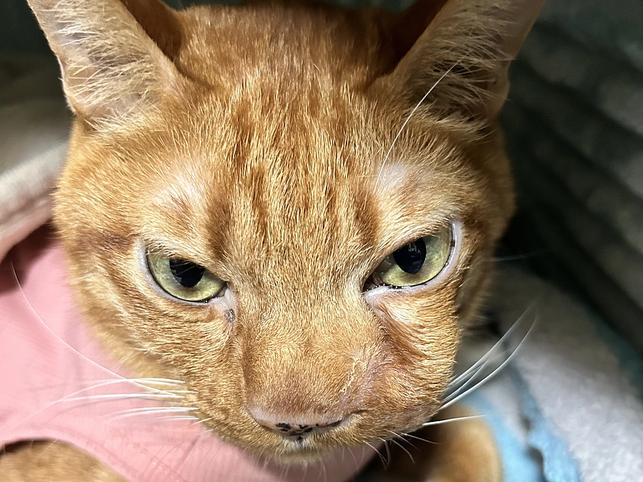 7/1  15回目の抗がん剤治療　2.62kg