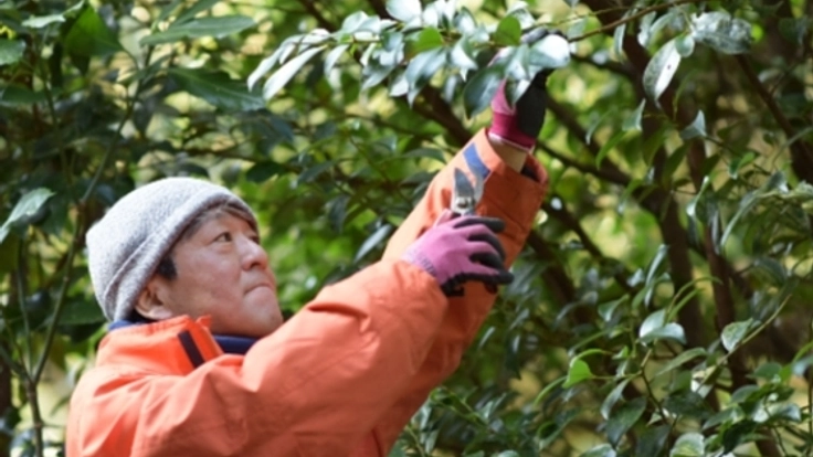 日本の神々にお供えする日本産の榊を守るため伊勢榊を届けたい！
