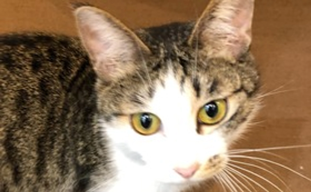 感謝のメールとシラスの写真1枚 (1)