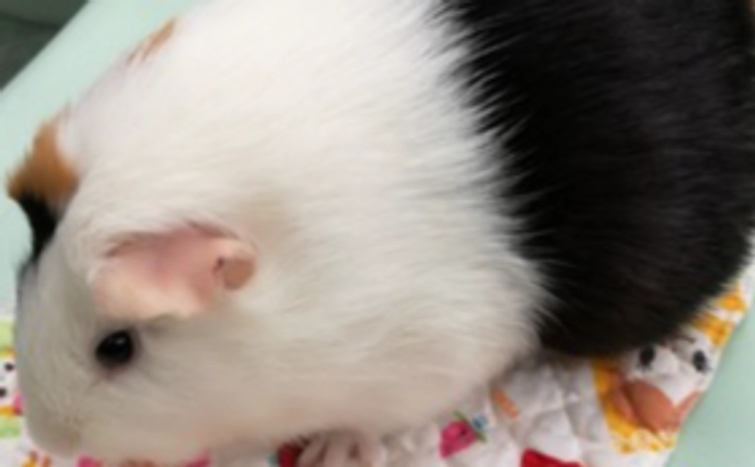 モルモット体操支援のお礼メール１