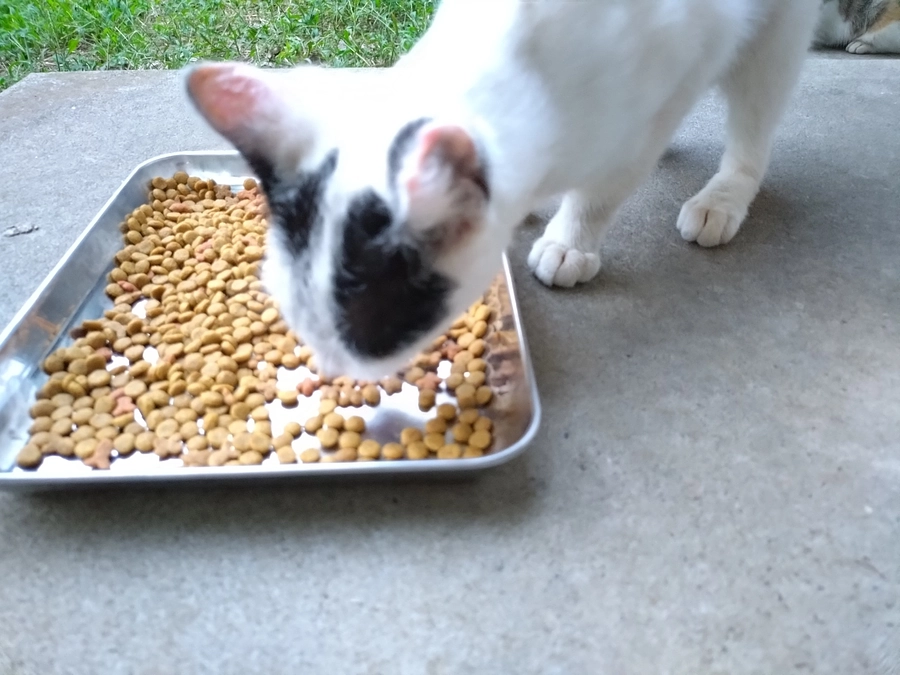 心をひらいてくれてきました！