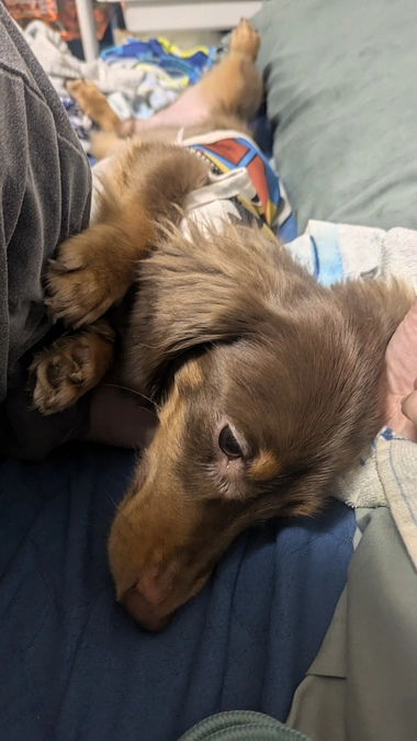 今日で残り10日。Laniは甘えん坊🩷︎︎︎⋆*