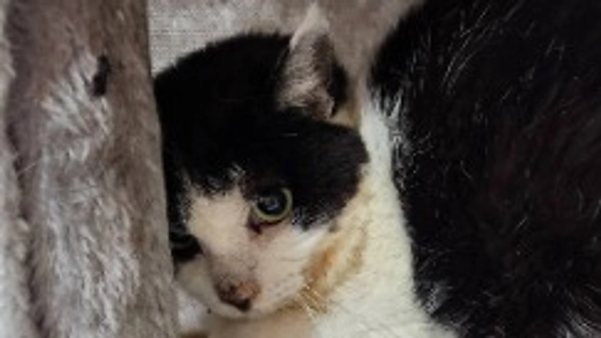 今日のマリア🐱