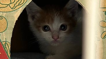 漏斗胸の保護子猫を救いたい。助けてください。 のトップ画像