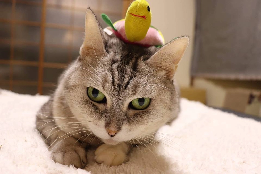 「キャシー」と進捗状況のご報告