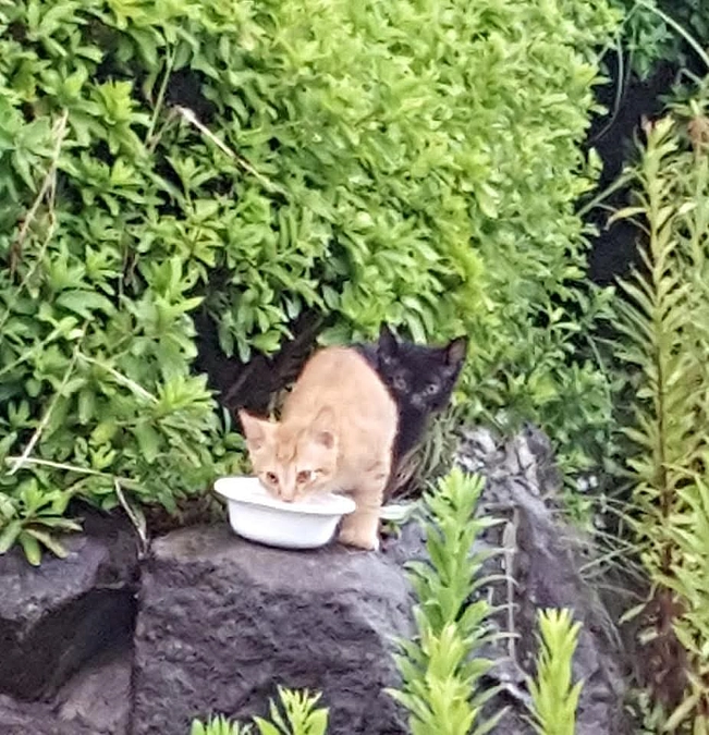 オス猫をTNR（去勢）するのは反対!!